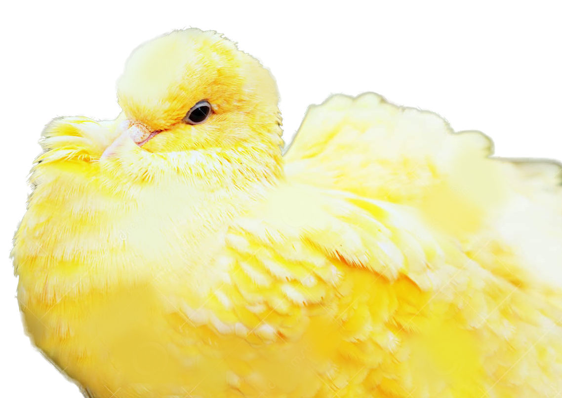 pombo-amarelo