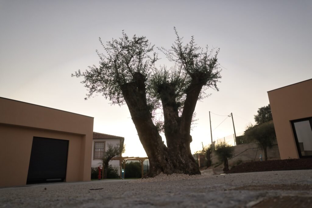 Oliveira centenária no pátio