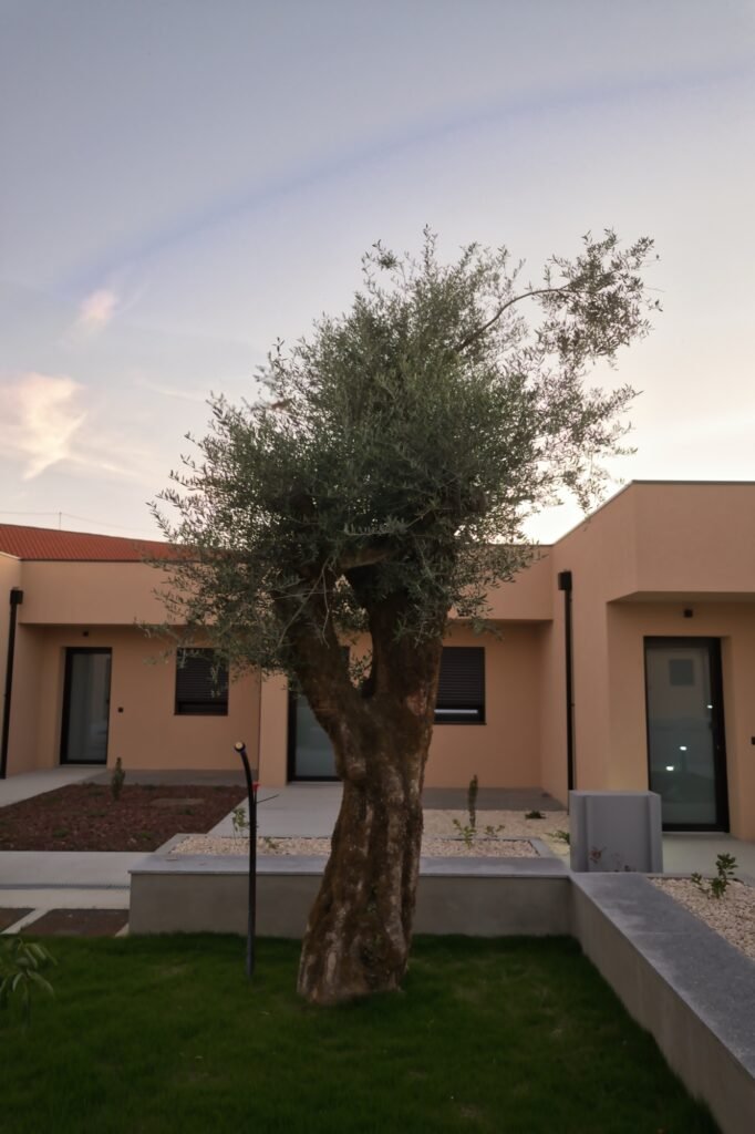 Oliveira junto à entrada de uma habitação